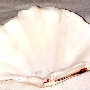 White Sea Shell Decor